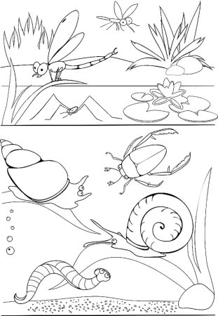 Раскраски обитатели водоемов для детей