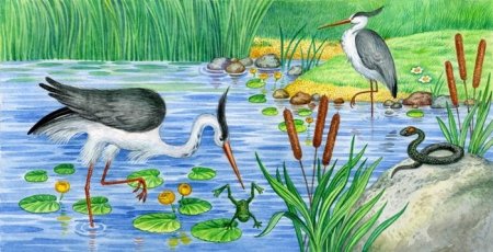 Рисование обитатели водоемов