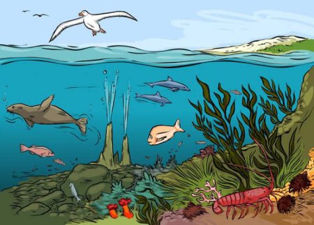 Морские экосистемы