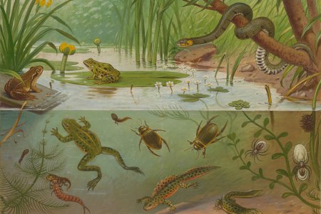 Обитатели водоемов для дошкольников