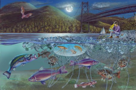 Экосистема водоема