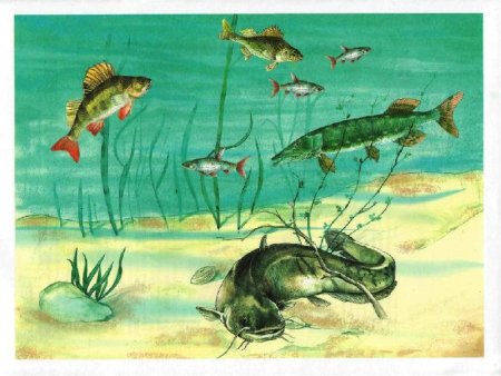 Обитатели водоемов для детей
