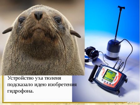 Изобретения природы