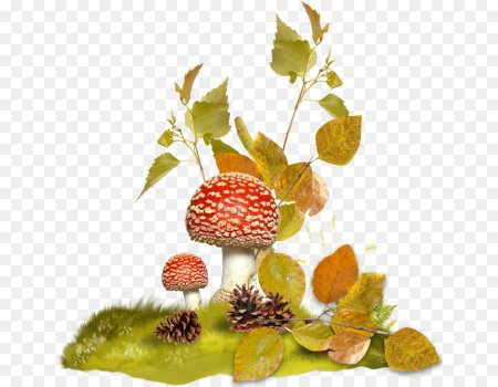 Осенние грибы на прозрачном фоне