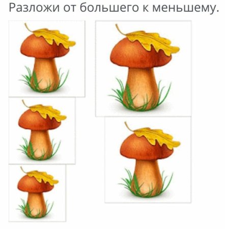 Развивающее занятие грибы