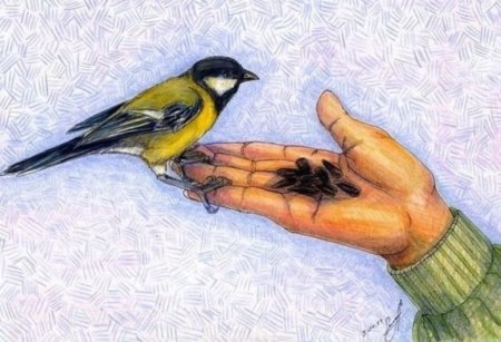 Зимующие птицы на кормушке