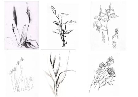Растения карандашом