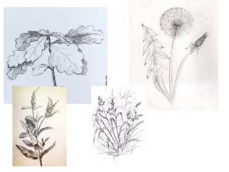 Рисунок основа изобразительного творчества