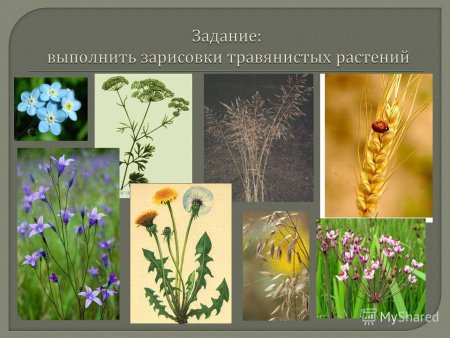 Учебный рисунки для презентации