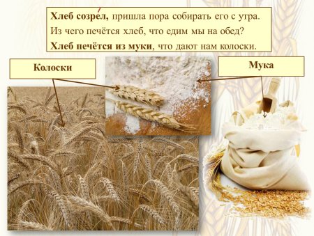 Хлеб от зернышка до каравая