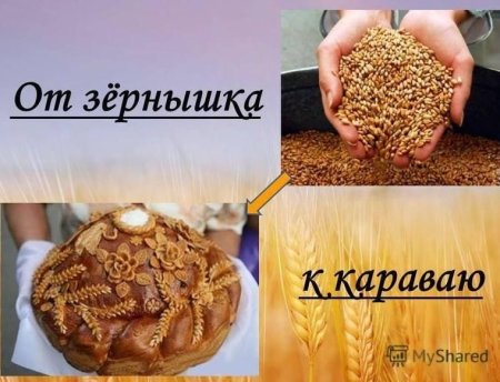 Проект от зернышка до каравая