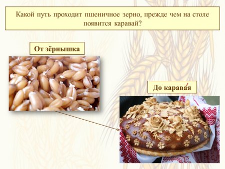 От зернышка до каравая