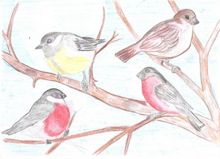 Рисование с детьми зимующие птицы