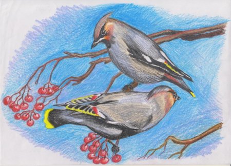 Рисование зимующие птицы