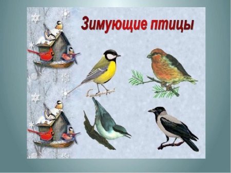 Зимние птицы для детей