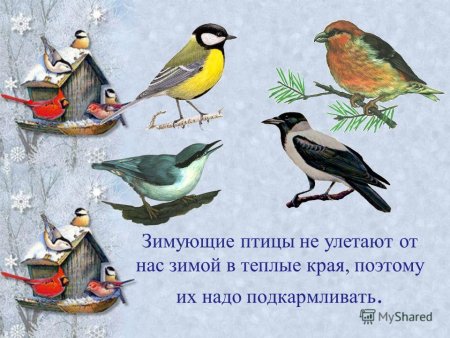 Тема птицы в средней группе