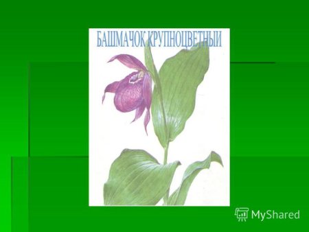 Животные красной книги Кемеровской области на карте