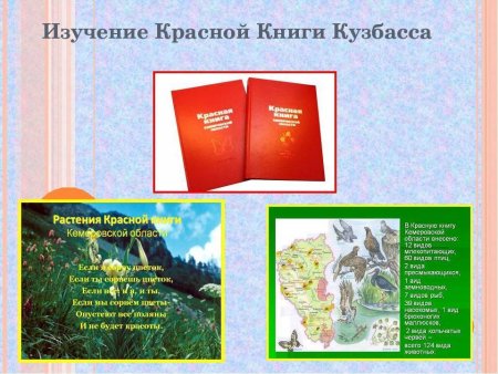 Красная книга животных Кузбасса