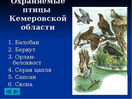 Животные из красной книги рисунки