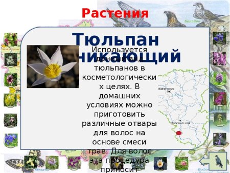 Животные которые занесены в красную книгу Кузбасса