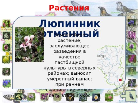 Красная книга раскраска