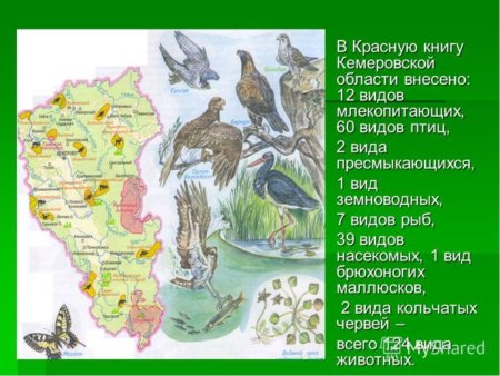 Красная книга иллюстрации