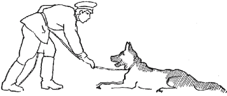 Дрессировка служебных собак Арасланов