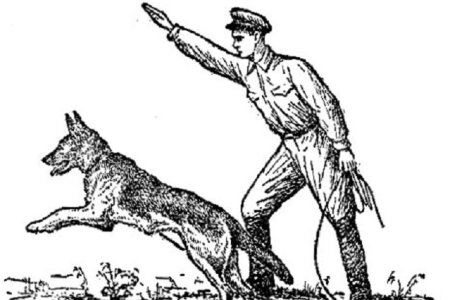 Приемы дрессировки собак