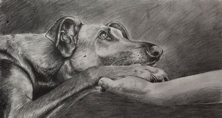Картины бездомных животных