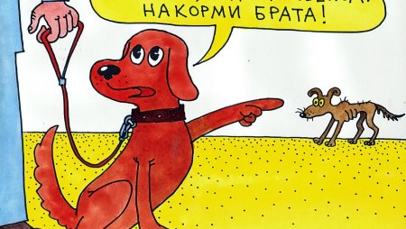 Помощь волонтеров бездомным животным