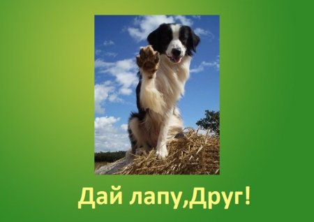 Дай лапу друг конкурс