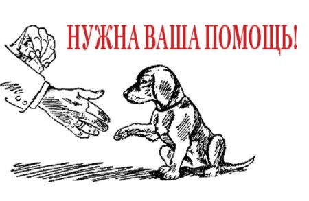 Постер на тему бездомные животные