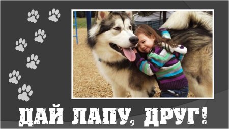 Лапа собаки и рука человека