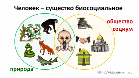 Человек биосоциальное существо рисунок