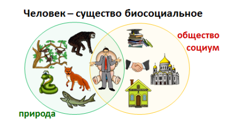 Человек биосоциальное существо