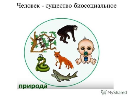 Человек биосоциальное существо