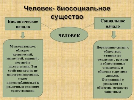 Человек биосоциальное существо