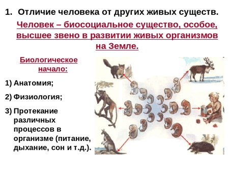Человек биосоциальное существо таблица