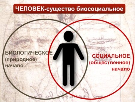 Человек биосоциальное существо схема