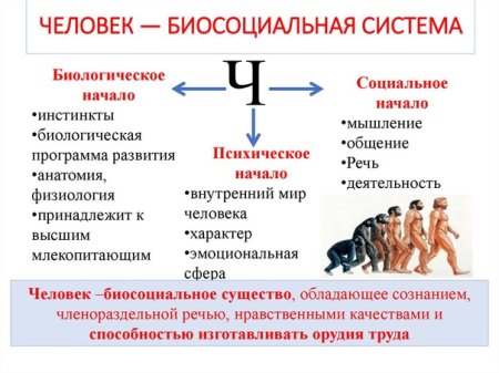 Биологическое и социальное в человеке