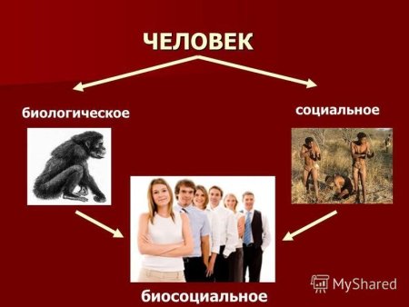 Человек биосоциальное существо