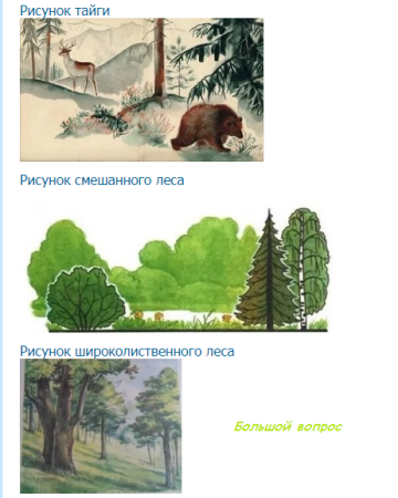 Рисунок тайги смешанный и широколиственный лес 4 класс окружающий мир