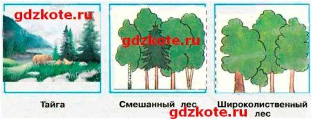 Нарисуй тайгу смешанный и широколиственный