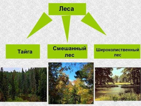 Тайга смешанный лес широколиственный лес