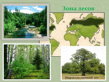 Тайга смешанные леса широколиственный лес