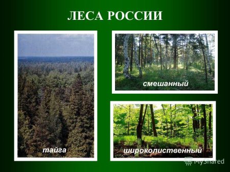 Тайга смешанные леса широколиственный лес
