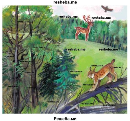 Рисунок Тайга смешанный и широколиственный лес