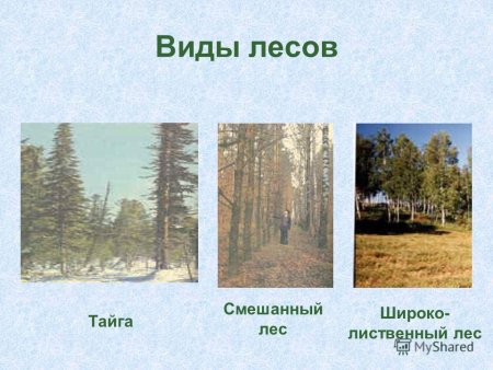 Раскраска хвойные и лиственные деревья