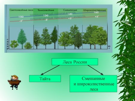 Тайга смешанный лес широколиственный лес