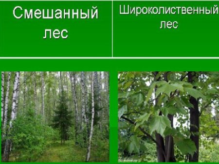 Обитатели смешанных лесов рисунок